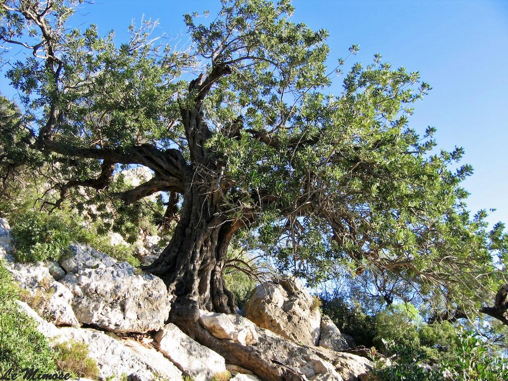 Appartamenti Le Mimose Санта-Мария-Наварезе Номер фото